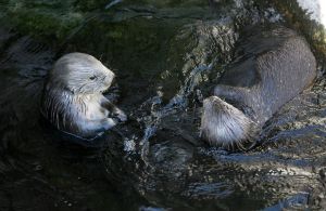 保護瀕危物種　加州水族館為海獺打COVID疫苗
