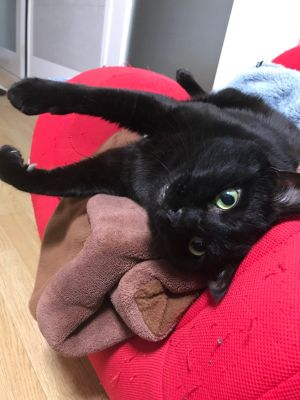▲黑貓在紅色抱枕上很顯眼。（圖／Twitter：ori_onion）