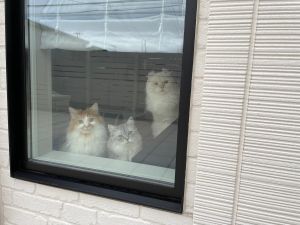 ▲推主早上離開家門時，會接受到三隻貓咪的集體送別。（圖／Twitter：potechi_nikki） 