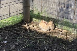 兔兔堅持要「曬太陽」　全窩在餘暉一角：曬好曬滿！
