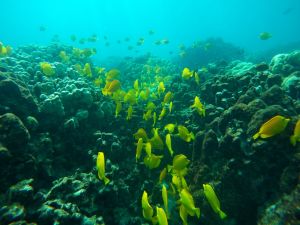 美國科學家試圖改造基因　協助珊瑚對抗暖化
