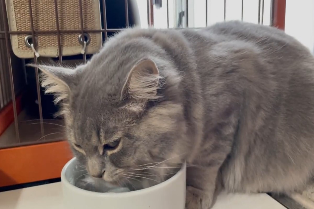 ▲日本一隻西伯利亞貓喝水時有個怪癖，引起網友熱烈討論！（圖／twitter帳號Riku_Siberian）