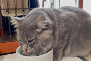 ▲這天推主看見牠正在埋頭喝水，以為她終於能跟一般貓咪一樣正常喝水，殊不知……（圖／twitter帳號Riku_Siberian）