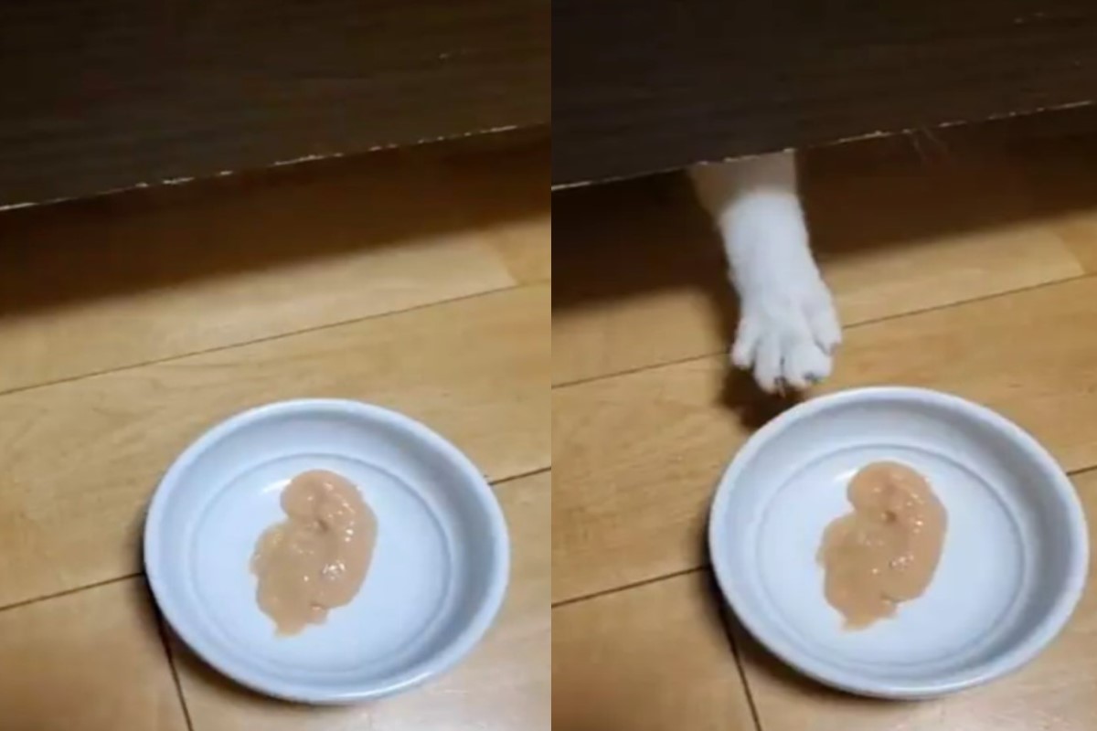 ▲日本一隻貓咪躲在床底下，與飼主互相拉扯肉泥碗盤。（圖／twitter帳號xoxo_jillk）