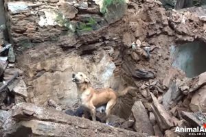 ▲母狗不斷地發出嗚咽聲，請求人類幫忙救援被埋在殘骸下的小狗（圖／FB@Animal Aid Unlimited）