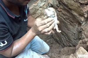 ▲第二隻幼犬也順利被救出來了！（圖／FB@Animal Aid Unlimited）