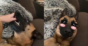 飼主假裝被咬痛!猛犬秒變萌犬 滿臉「震驚」:還好嗎?