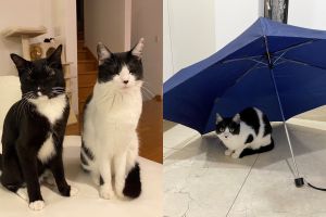 室內開傘會招到啥？貓奴實測解答：抓到激萌小毛怪！
