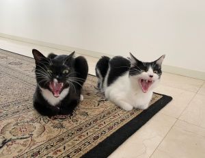 ▲這是推主家養的兩隻貓咪。（圖／Twitter：fuji_ayako）