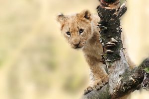 新加坡確診人數飆升　連動物園獅子也中標染疫
