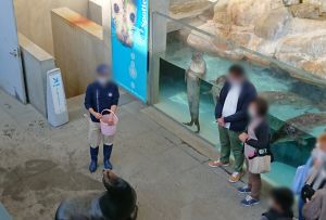 海獅正高舉頭部等待飼育員餵食。(圖/Twitter:miiya05) ▲海獅正高舉頭部等待飼育員餵食。(圖/Twitter:miiya05)