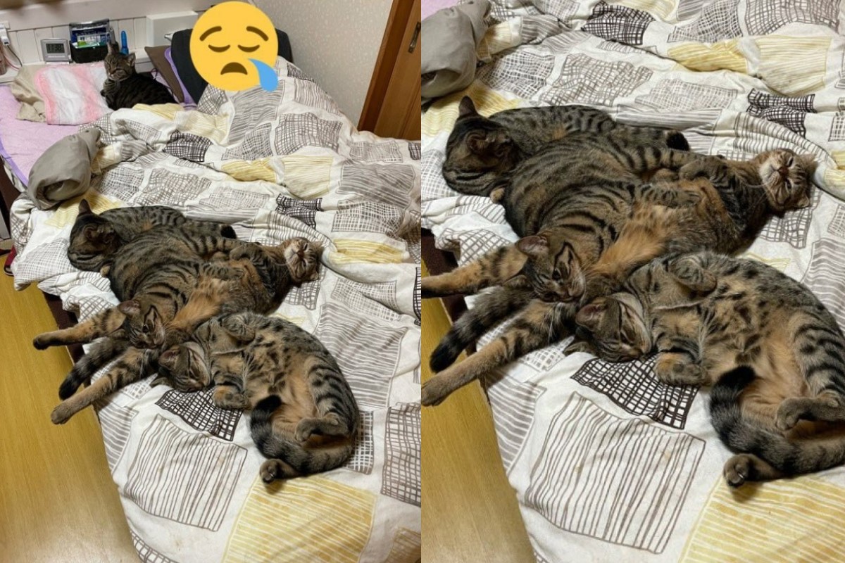 ▲日本一名推主準備睡覺時，發現床被一群虎斑貓霸占了！（圖／twitter帳號tomeji1106）