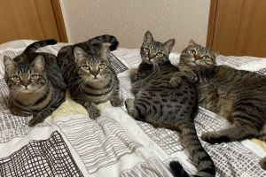 ▲推主家裡養了5隻虎斑貓，其中有4隻感情很好。（圖／twitter帳號tomeji1106）
