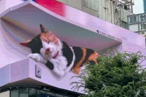 東京出現「巨大三花貓」 與路人互動讓人想大喊卡哇伊! ▲業主以3D裸視技術將牠投射在巨型LED曲面螢幕上,並搭載4K高畫質與高品質揚聲器,讓牠看起來栩栩如生!(圖/twitter @cross_s_vision)