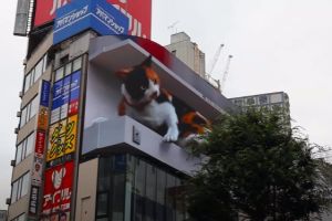 東京出現「巨大三花貓」 與路人互動讓人想大喊卡哇伊! ▲哎呀……睡太熟差一點掉下來了!(圖/twitter @cross_s_vision)