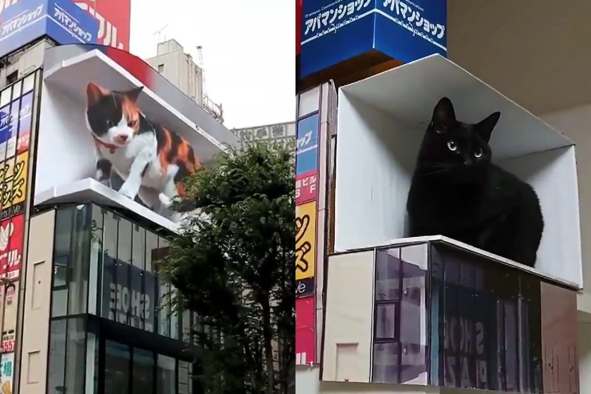 ▲東京新宿車站出現巨大三花貓後風靡網路，網友便效仿自己做了一個！（圖／Twitter@ cross_s_vision、f2touhey）