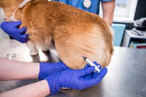 貓狗也要打疫苗！獸醫列「必打時間點」：不打命不長
