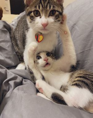 ▲兩隻貓兄弟感情要好。（圖／Twitter：gunkan_cat） 