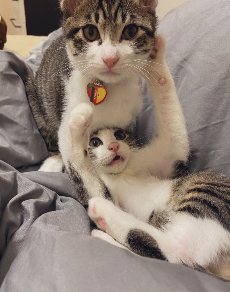 ▲兩隻貓兄弟感情要好。（圖／Twitter：gunkan_cat） 