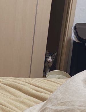 ▲被驚嚇後躲到衣櫃裡偷看外面的貓咪。（圖／Twitter：gunkan_cat）