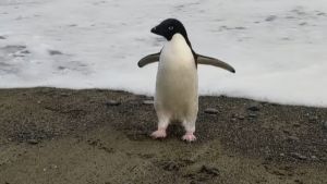 南極企鵝迷途3千公里　現蹤紐西蘭被誤認玩偶
