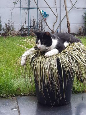 ▲「這傢伙已經搞死二盆盆栽了，而牠甚至不是我們的貓。」（圖／RandomRussian13 / reddit ）
