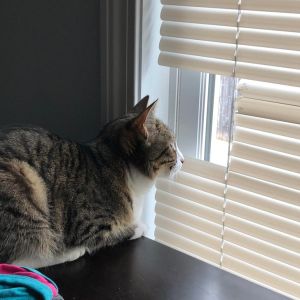 ▲「我家的貓扯掉好幾條百葉窗，只為了讓自己有完美的窗景。」（圖／3-Inch-Hog / reddit ）