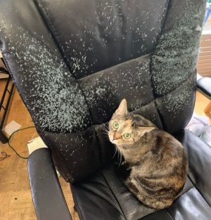 ▲「這張椅子跟了我八年，牠只花了三個月就把它搞成這樣。」（圖／emperorarg / reddit ）