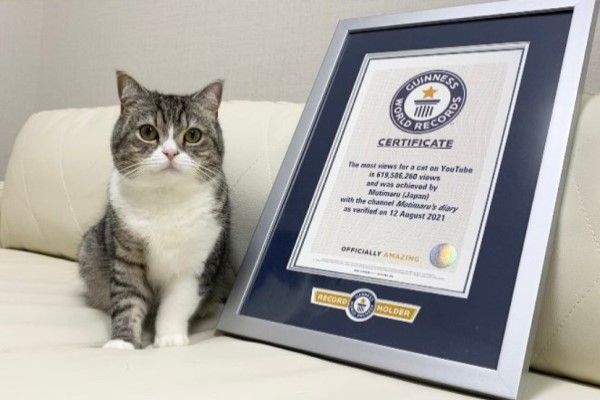 ▲「麻糬丸」是一隻得過金氏世界紀錄認證「全球累積觀看數最高的貓咪 YouTuber」。（圖／twitter帳號catmotimaru）