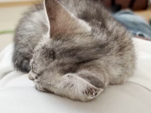 主人限定的萌萌頭頂。(圖/Twitter:totomaru_hanmi) ▲主人限定的萌萌頭頂。(圖/Twitter:totomaru_hanmi)