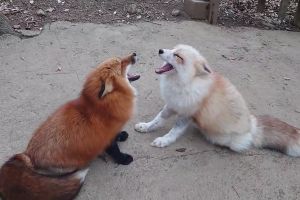 2狐狸對坐吼出「燒水聲」！真相曝光惹網笑：這能嚇人？
