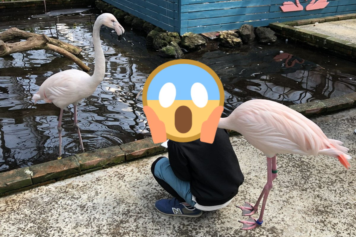 ▲一名男童在「靜岡縣富士花鳥園」水池邊畫畫時，突然被一隻紅鶴從後方靠近「饋頭」！（圖／twitter帳號EK63268661）