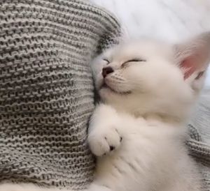 ▲是隻愛睡的白色貓咪。（圖／抖音：奧利家的趙小二） 