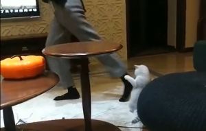 貓:唉唷!腳要怎麼擺!太快了啦!!(圖/抖音:奧利家的趙小二) ▲貓:唉唷!腳要怎麼擺!太快了啦!!(圖/抖音:奧利家的趙小二)