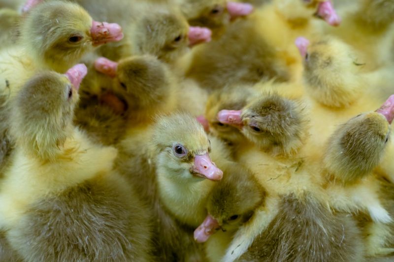 ▲日本宮城縣石卷市一處養雞場發現雞隻大量死亡。禽流感示意圖。（圖／美聯社／達志影像）
