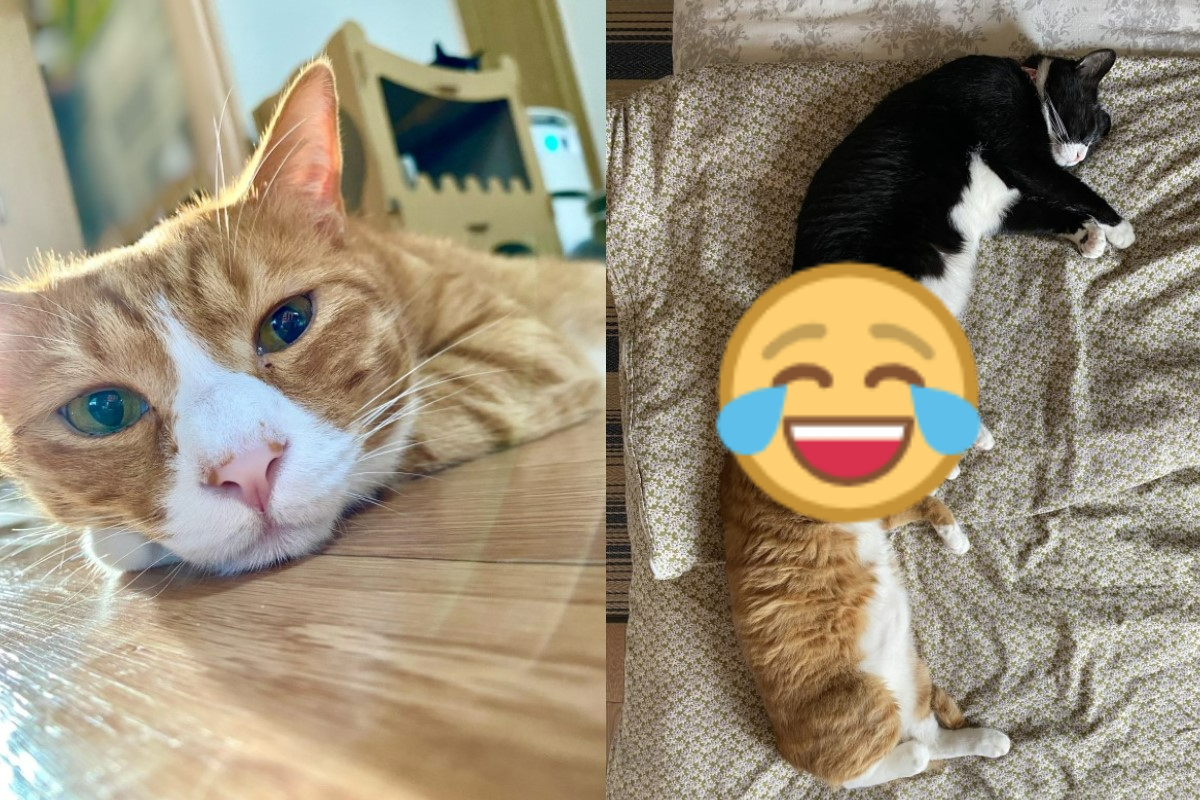 ▲日本一隻橘貓睡覺時將臉埋在同伴的某一部位逗笑網友。（圖／twitter帳號sunnuko）