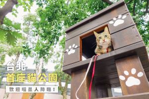 台北首座貓公園開幕！奴才評價兩極：做出「這點」才友善
