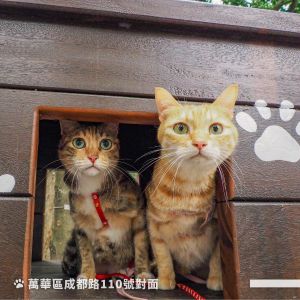 ▲台北第一座貓咪公園開幕，吸引許多鏟屎官的目光。（圖／Facebook粉專：柯文哲） 