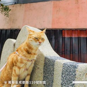 裝好背帶,免除突如其來的意外與危險。(圖/Facebook粉專:柯文哲) ▲裝好背帶,免除突如其來的意外與危險。(圖/Facebook粉專:柯文哲)