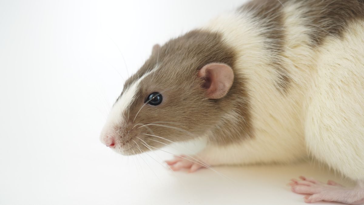 動物傳人3國有先例　醫師曝「遭鼠咬傷」染疫可能性
