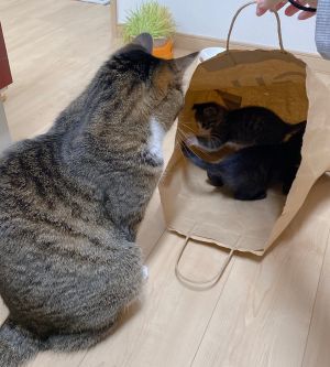 ▲兩隻都喜歡待在紙袋中，老貓卻因為身材不得進入。（圖／Twitter：Shikiii_vvv）