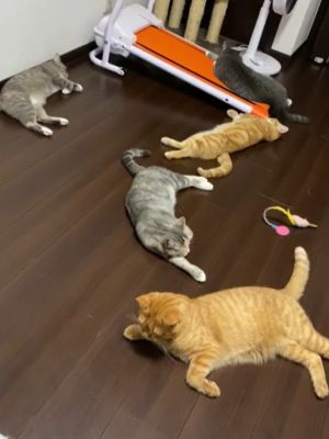 ▲飼主家的5隻貓咪躺在地板上悠閒地休息。（圖／TikTok帳號ayappease）