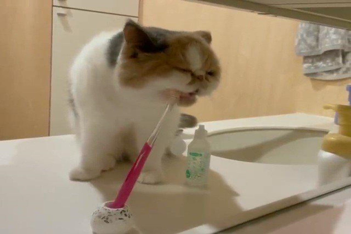 ▲日本一隻貓咪自己跳上洗手台「刷牙」！（圖／twitter帳號shumai_harumaki）