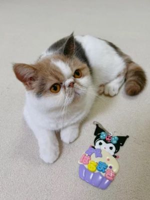 ▲「Harumaki」是一隻個性充滿好奇心的貓咪。（圖／twitter帳號shumai_harumaki）
