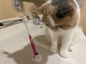 ▲飼主後來加裝牙刷套子，讓Harumaki不能再亂咬自己的牙刷囉！（圖／twitter帳號shumai_harumaki）