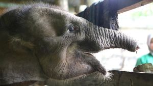 蘇門答臘幼象掉入陷阱　截象鼻治療仍死於感染
