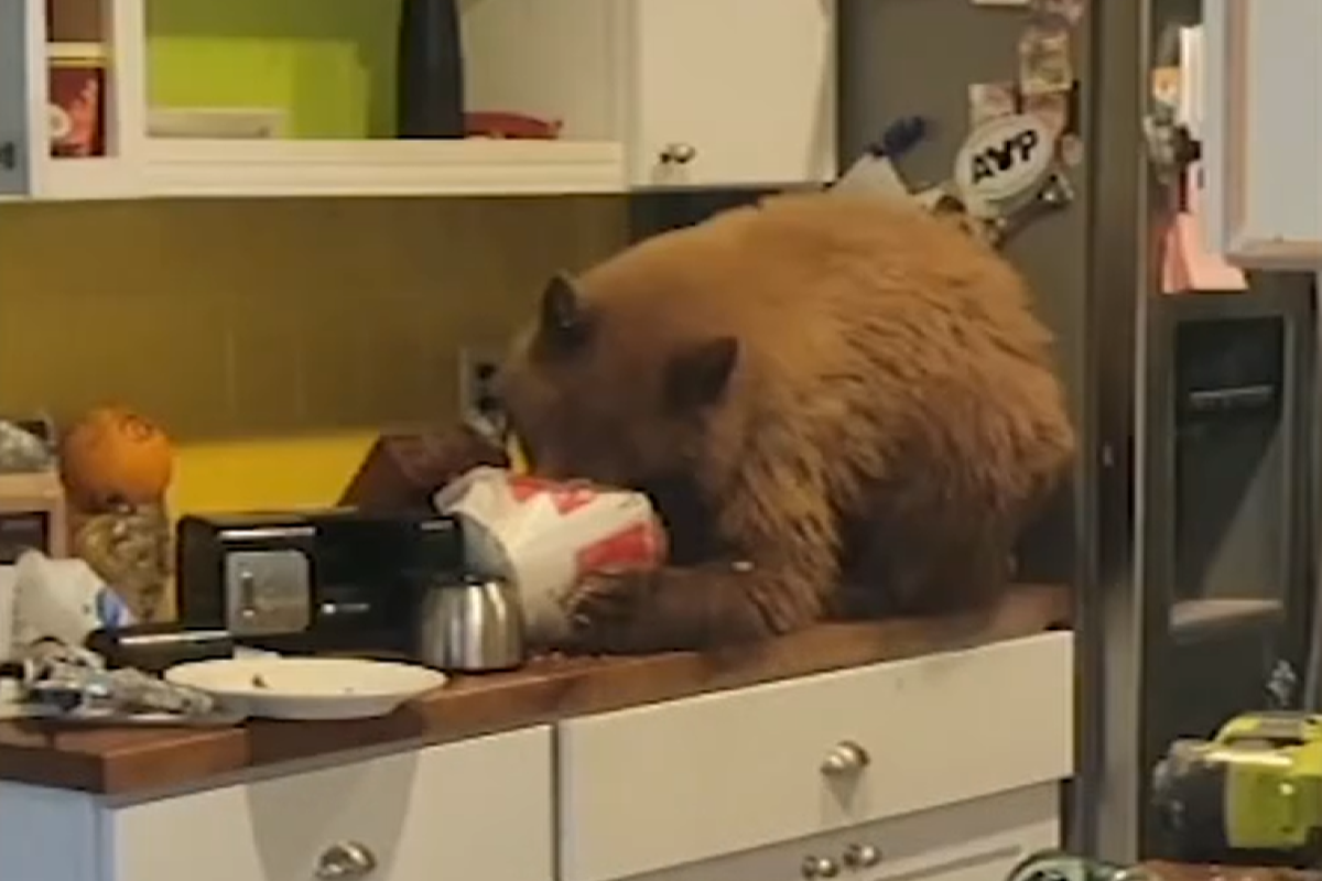 ▲熊熊闖空門就為了吃這桶肯德基，加州男子回家後看到瞬間傻眼：到底多好吃？（圖／截自ABCNews） 