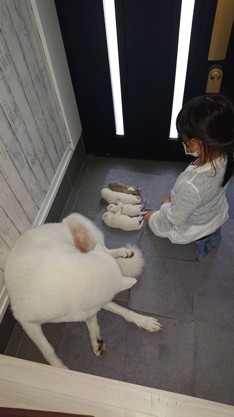 ▲二女兒將小狗狗排排放，然後跪在旁邊觀察許久。（圖／Twitter：kodomo4dog5）