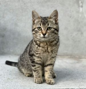 ▲是隻相當可愛的虎斑貓。（圖／TiKTok：josecarlosmor1）
