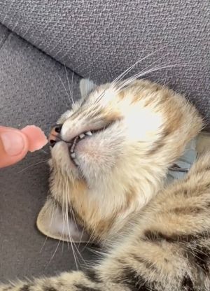▲貓：好香喵！！在夢中有火腿吃，真是個好夢！（圖／TiKTok：josecarlosmor1）